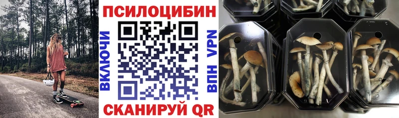 darknet наркотические препараты  OMG ссылка  Подпорожье  Псилоцибиновые грибы Magic Shrooms 